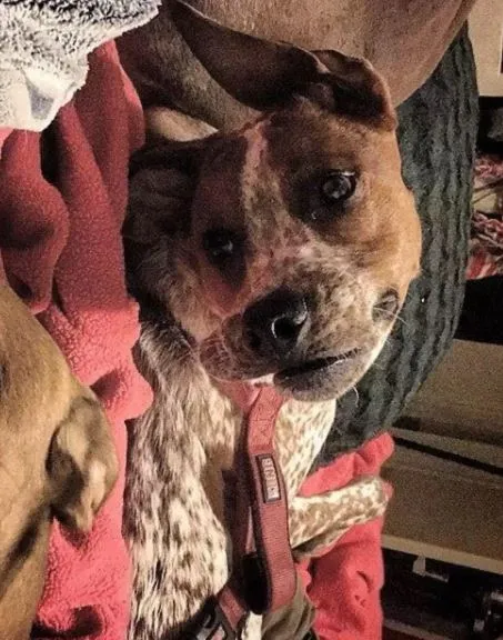 people struggle to figure out a dog in weird optical illusion 534