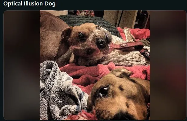 people struggle to figure out a dog in weird optical illusion 535