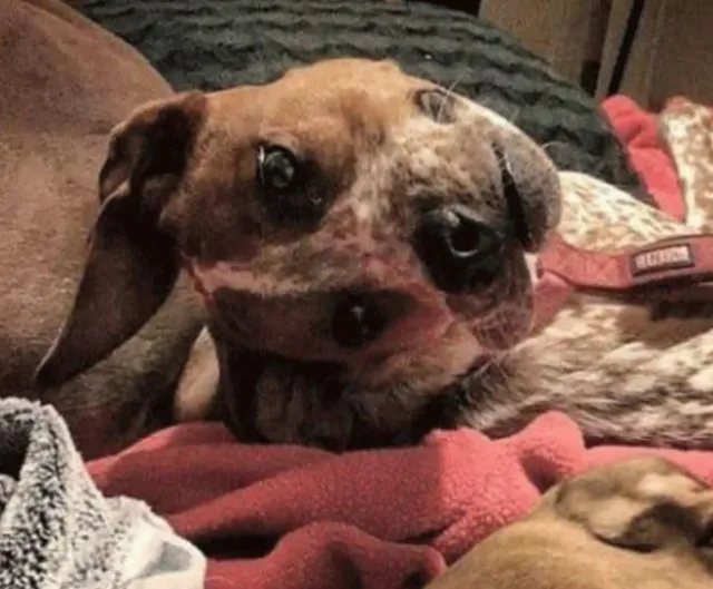 people struggle to figure out a dog in weird optical illusion 532