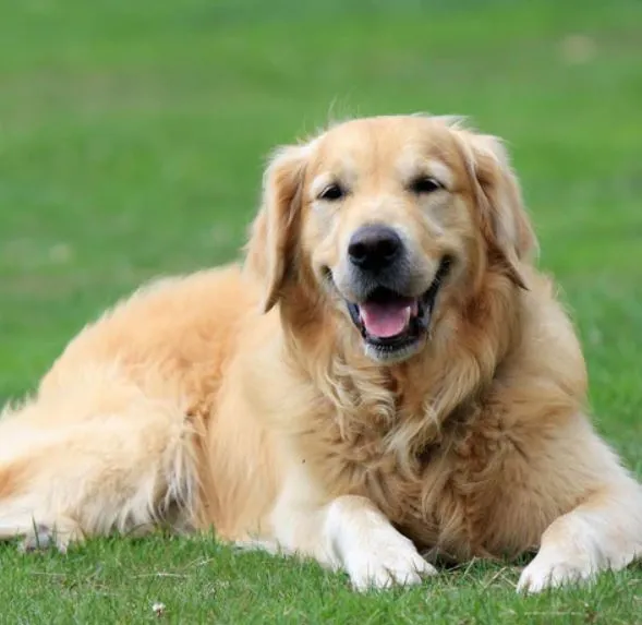 people struggle to figure out a dog in weird optical illusion 533