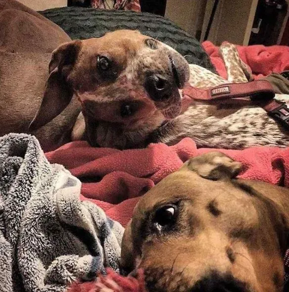 people struggle to figure out a dog in weird optical illusion 536