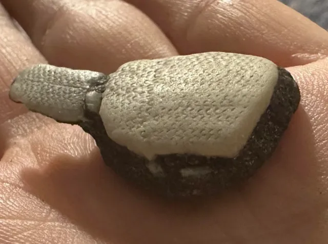 15 objects that piqued curiosity and left us wondering 880