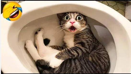 the funniest cats: laugh nonstop at their weird poses and quirky habits 1093