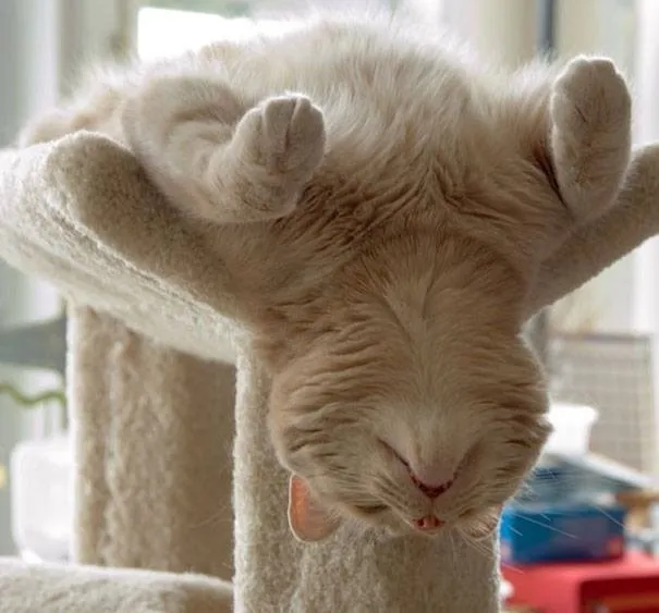 the funniest cats: laugh nonstop at their weird poses and quirky habits 1105