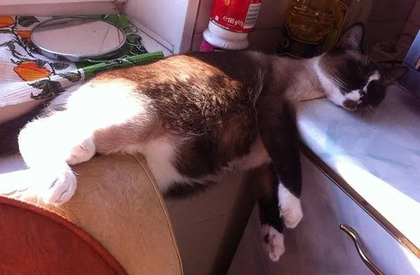 the funniest cats: laugh nonstop at their weird poses and quirky habits 1098