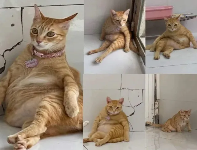 the funniest cats: laugh nonstop at their weird poses and quirky habits 1094