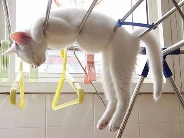 the funniest cats: laugh nonstop at their weird poses and quirky habits 1106