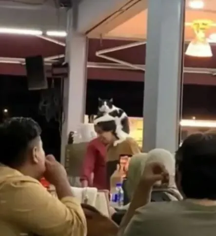 viral video of father carrying dog instead of child sparks debate 2370