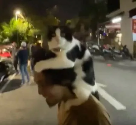 viral video of father carrying dog instead of child sparks debate 2363