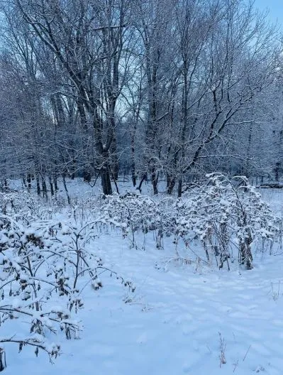 you have sharp vision if you can spot the hidden dog in the snow 3760