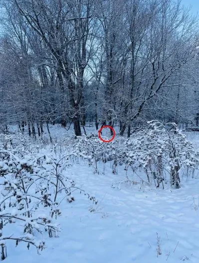 you have sharp vision if you can spot the hidden dog in the snow 3759
