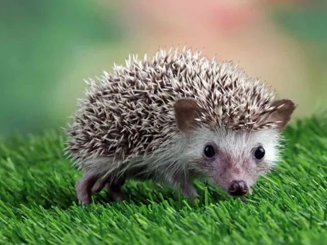 woman mistakes hat pom-pom for a baby hedgehog 3845
