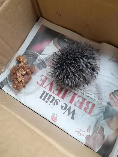 woman mistakes hat pom-pom for a baby hedgehog 3849