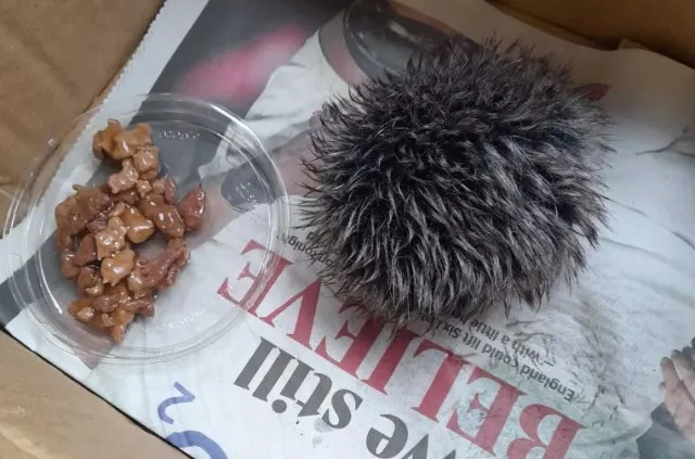 woman mistakes hat pom-pom for a baby hedgehog 3846