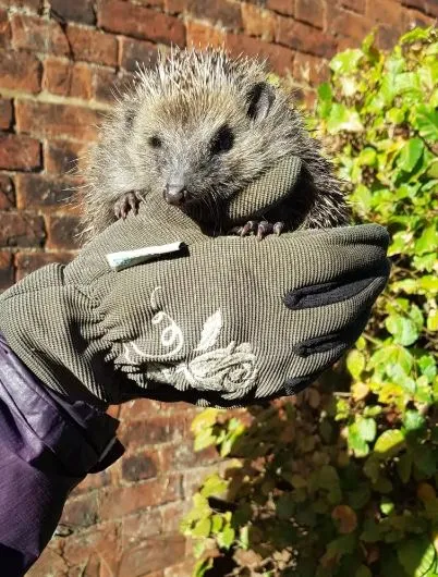 woman mistakes hat pom-pom for a baby hedgehog 3847