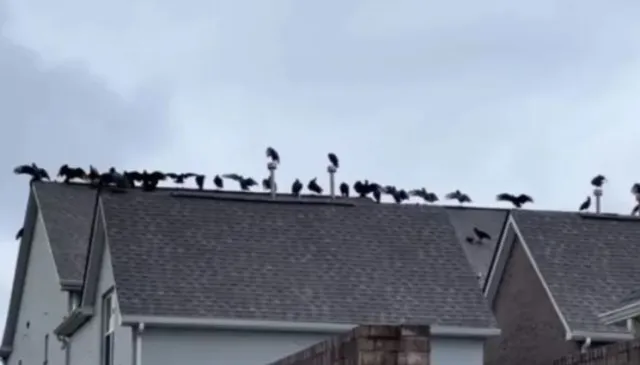 man stunned after spotting 20 vultures gather on his neighbors roof 3909