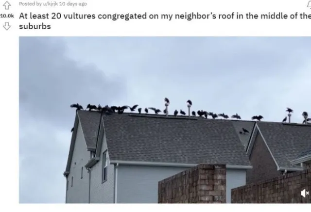 man stunned after spotting 20 vultures gather on his neighbors roof 3910