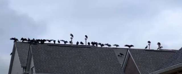 man stunned after spotting 20 vultures gather on his neighbors roof 3908
