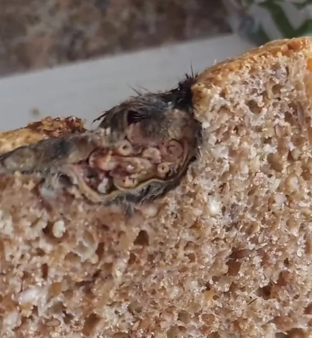 woman frightened after spotting a sliced rat in her loaf of bread 4572