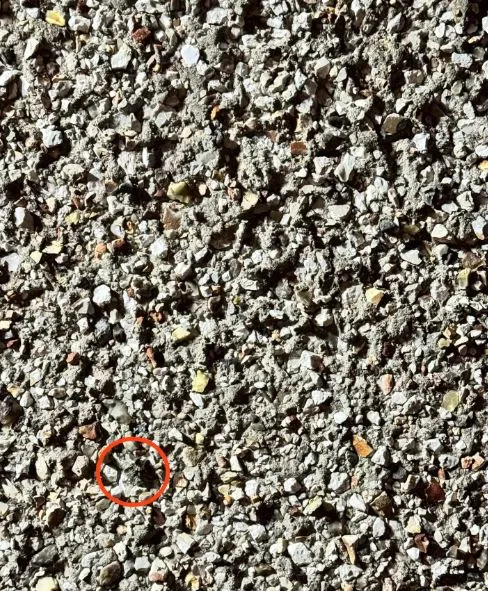 you have eagle eyes if you can spot the hidden moth in this baffling optica 4683