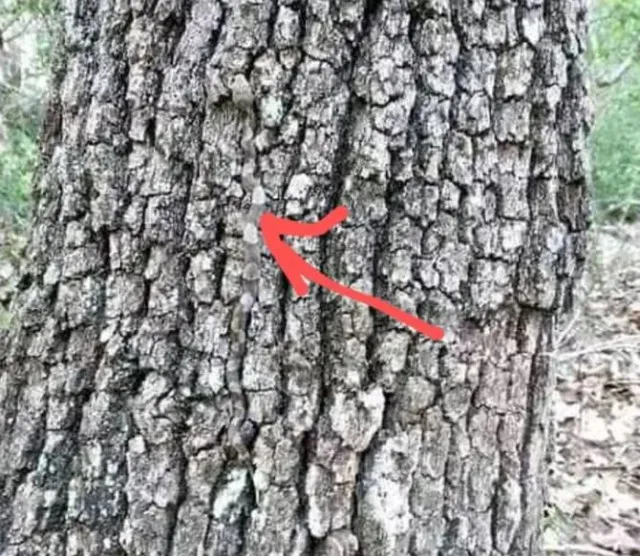 you have a sniper if you spot dangerous animal hiding in this picture 5395