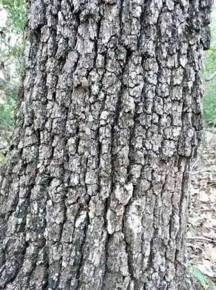 you have a sniper if you spot dangerous animal hiding in this picture 5396