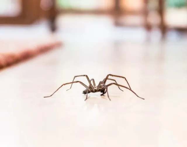 man sets his apartment on fire after trying to get rid of cockroach with in 6078