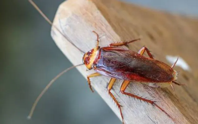 man sets his apartment on fire after trying to get rid of cockroach with in 6075