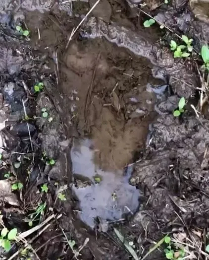 man claims to have found bigfoot tracks measuring 17 inches long and one fo 6577