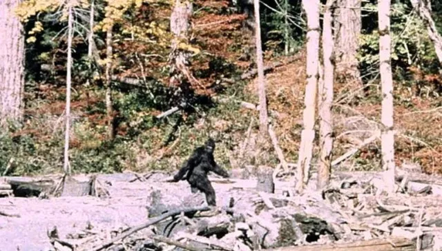 man claims to have found bigfoot tracks measuring 17 inches long and one fo 6573