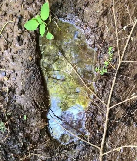 man claims to have found bigfoot tracks measuring 17 inches long and one fo 6576