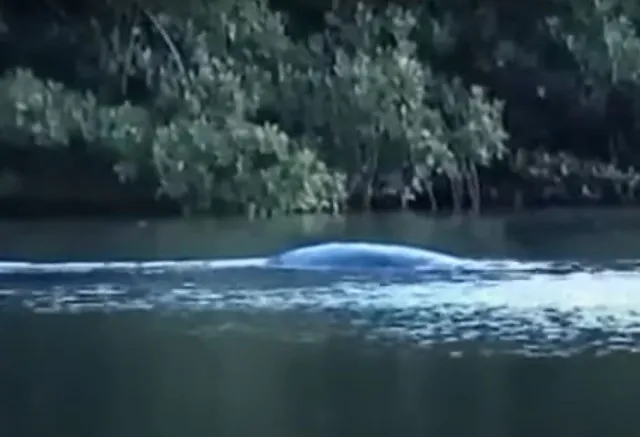 new loch ness monster sighting sparks debate 6596