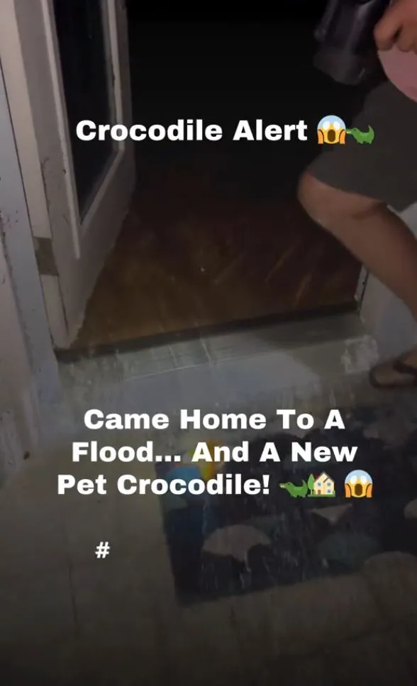 alligator found in kitchen after flooding from hurricane milton 6992