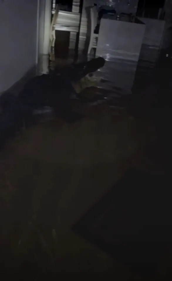 alligator found in kitchen after flooding from hurricane milton 6993