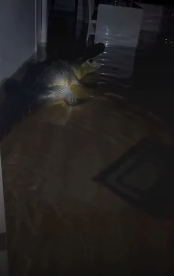 alligator found in kitchen after flooding from hurricane milton 6990