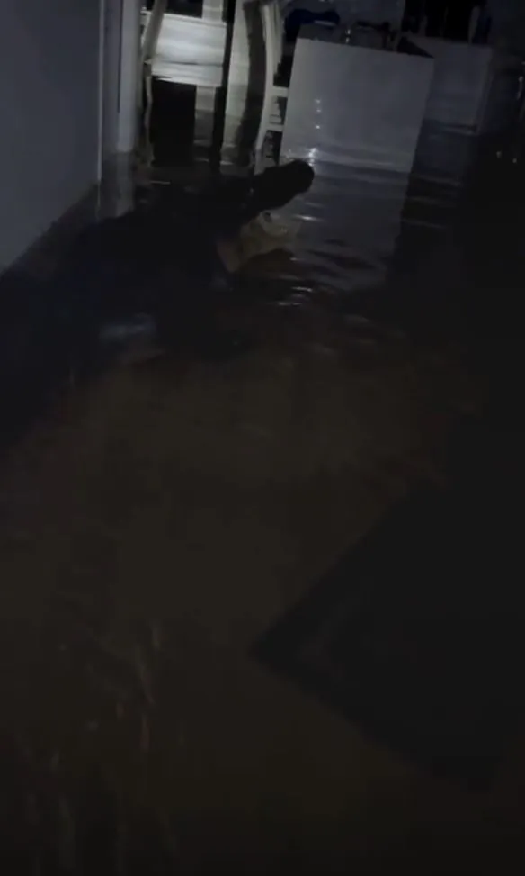 alligator found in kitchen after flooding from hurricane milton 6994