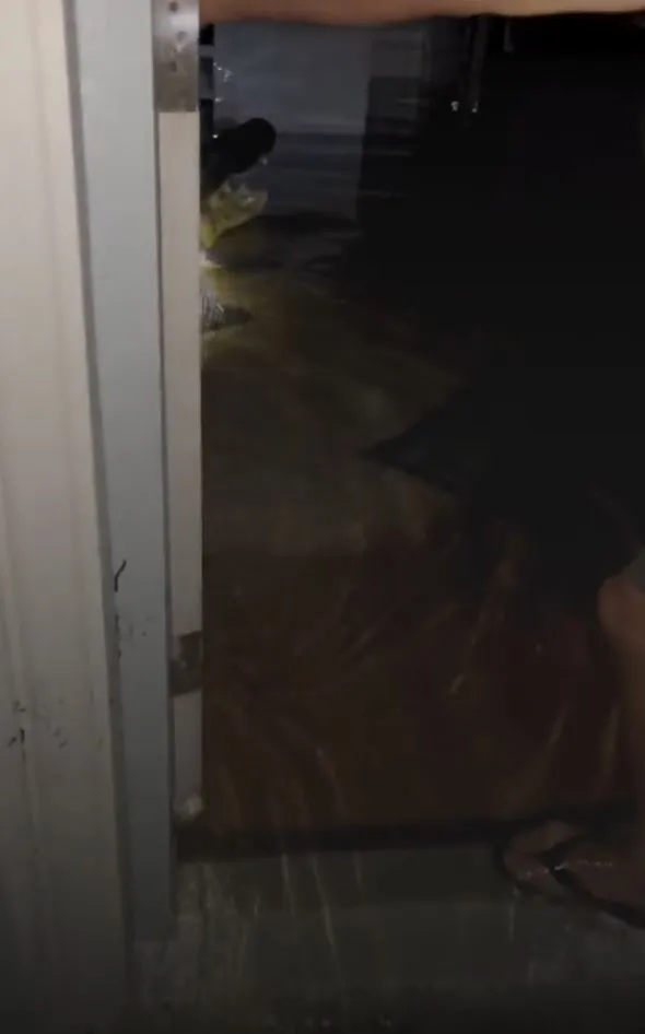 alligator found in kitchen after flooding from hurricane milton 6991