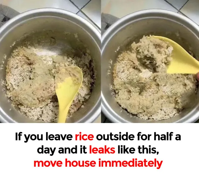 why we should move house immediately if rice leaks after being outside for 7205