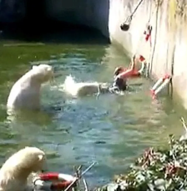 woman attacked by bear after climbing into zoo enclosure 7341