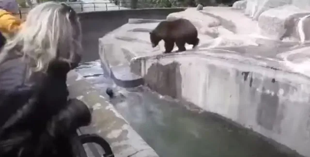 woman attacked by bear after climbing into zoo enclosure 7337