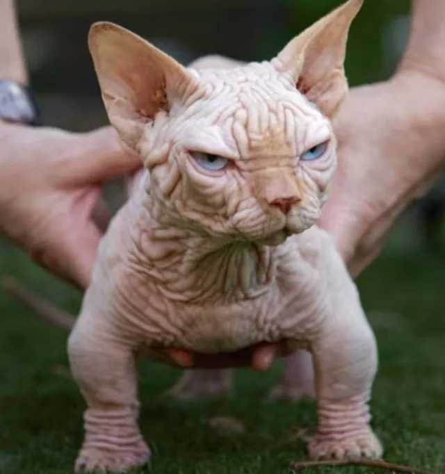 expert warns of health risk linked to rise of xl bully cats 7775