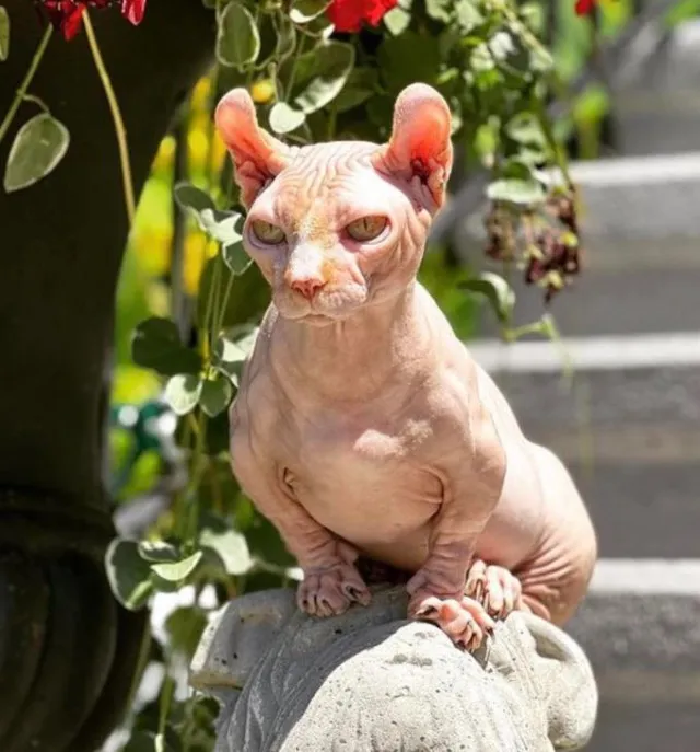 expert warns of health risk linked to rise of xl bully cats 7773