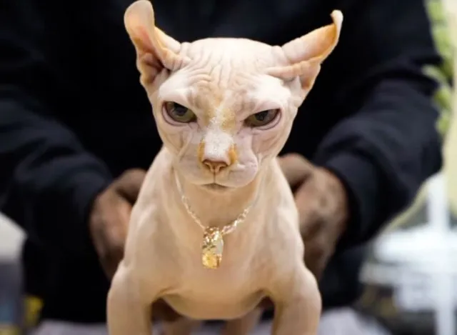 expert warns of health risk linked to rise of xl bully cats 7774