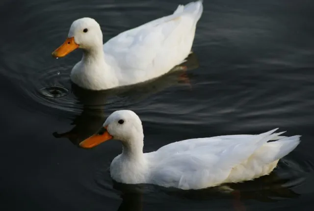 people point out the difference between duck and goose 7974