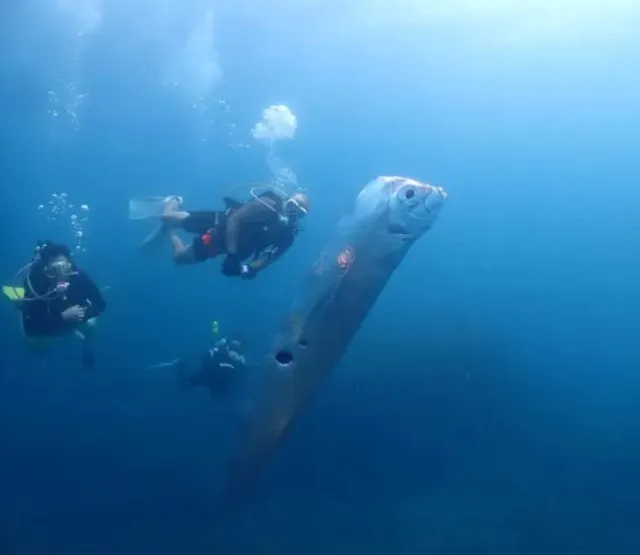 fishermen stunned after catching doomsday fish in rare deep-sea sighting 8172