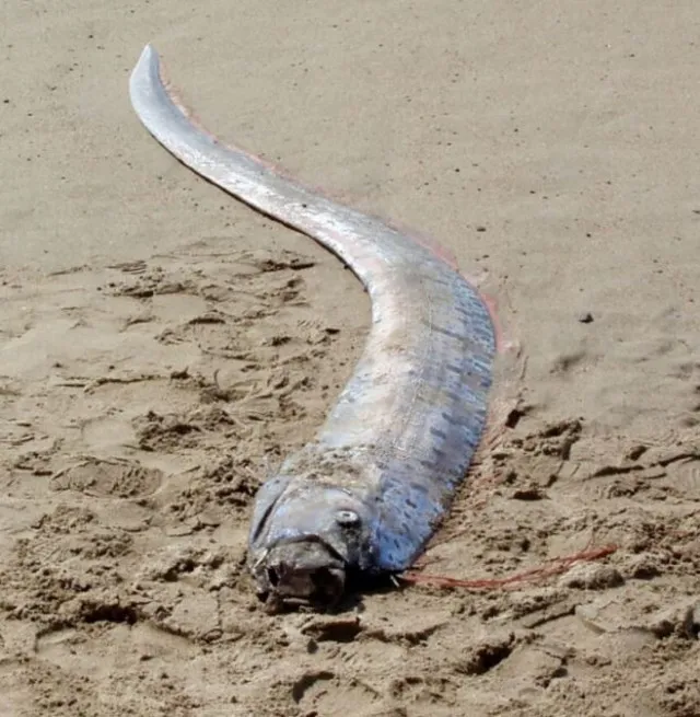 fishermen stunned after catching doomsday fish in rare deep-sea sighting 8170