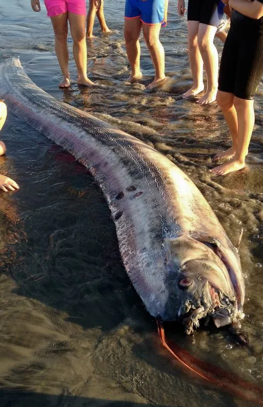 fishermen stunned after catching doomsday fish in rare deep-sea sighting 8171