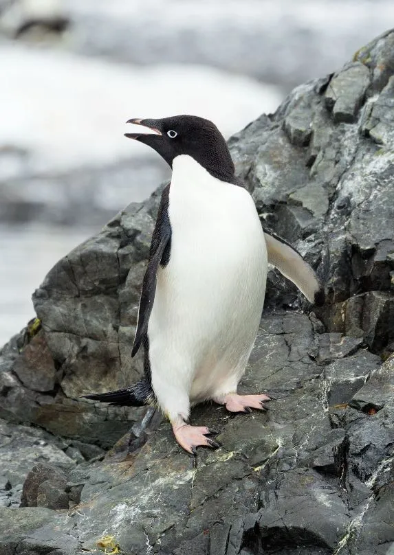 people are realizing there are no true penguins alive today 8602