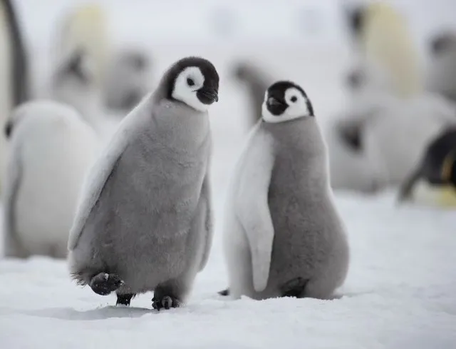 people are realizing there are no true penguins alive today 8601