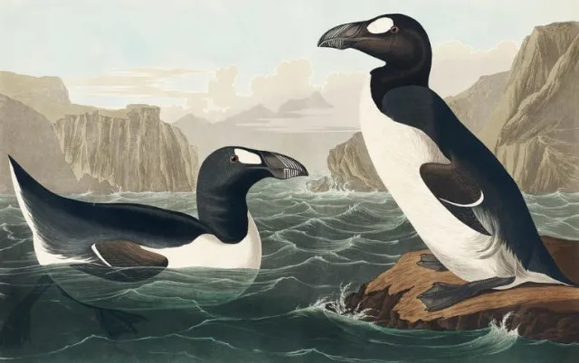people are realizing there are no true penguins alive today 8599